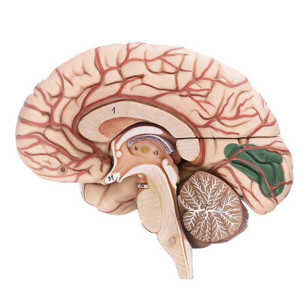 somso-brain-model-with-dura-