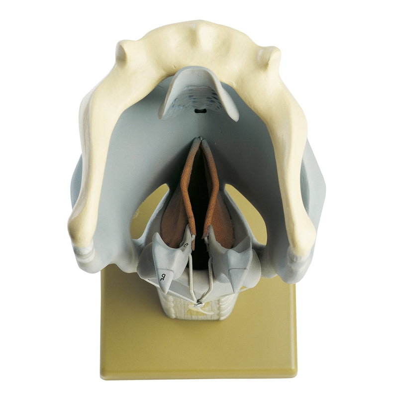 SOMSO Cartilages of the Larynx Model