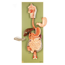SOMSO Digestive Tract, half stomach can be opened