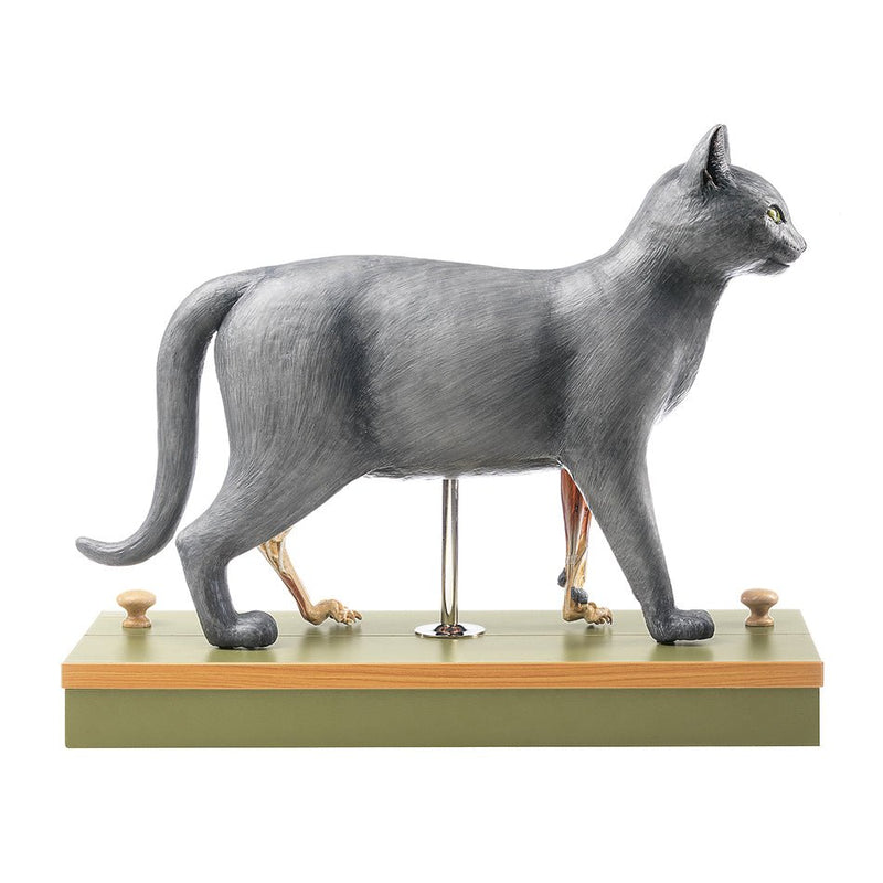 SOMSO Domestic Cat Model