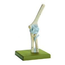 SOMSO Elbow Joint Model