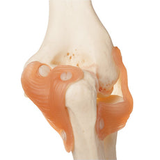 SOMSO Functional Elbow Joint Model