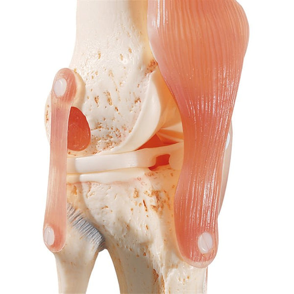 SOMSO Functional Knee Joint Model – GTSimulators.com
