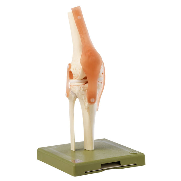 3F【希少】ソムソ社製 膝関節機能模型 NS50 ドイツ SOMSO 骨格模型 SOMSO Functional Knee Joint Model – GTSimulators.com