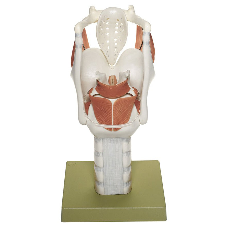 SOMSO Functional Larynx Model, 3x Life-size