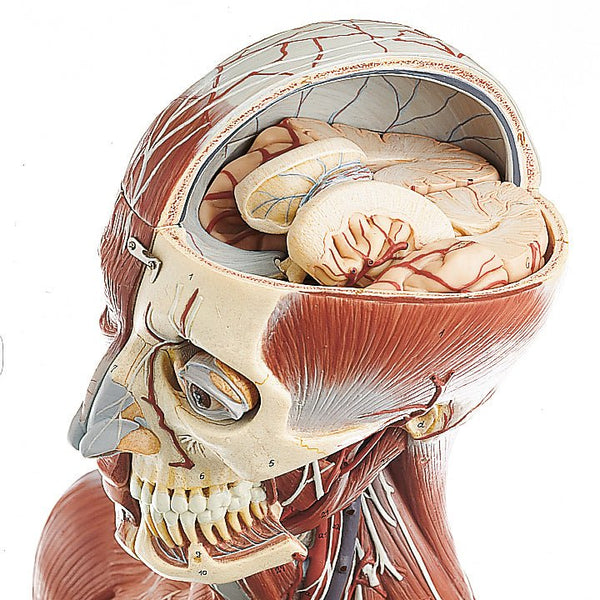 頭部模型 somso社製 Base of the Head bs5_1_v2.jpg