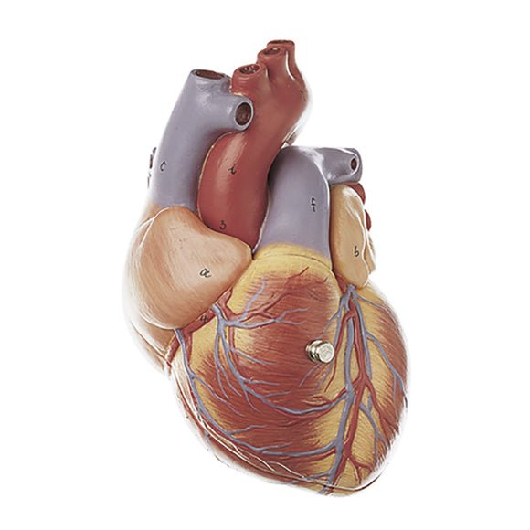 SOMSO Heart - bicuspid, tricuspid semilunar and sigmoid valve
