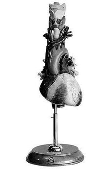 SOMSO Heart - Trachea - Esophagus Model