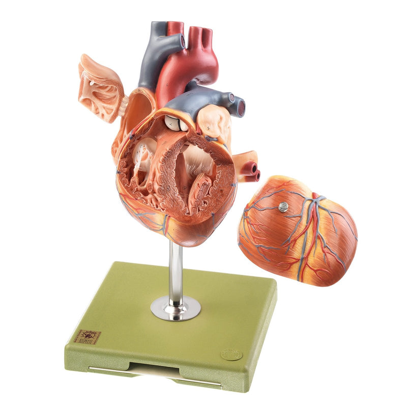 SOMSO Heart with Conducting System