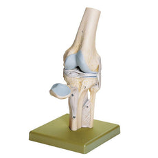 SOMSO Knee Joint Model