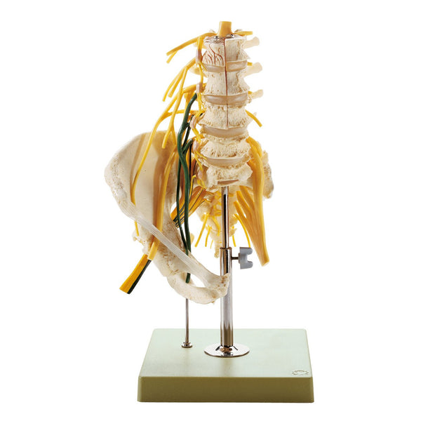SOMSO Lumbar spinal Column - with Innervation QS-66/2