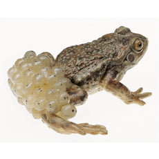 SOMSO Midwife Toad, Male with spawn