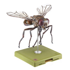 SOMSO Model of a Fly