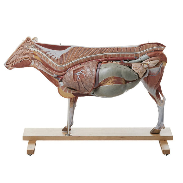 SOMSO Model of Cow - 13 Parts – GTSimulators.com