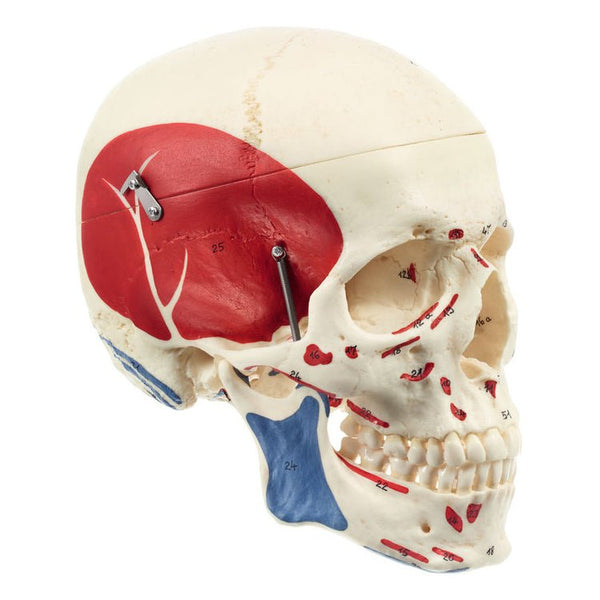 頭蓋骨模型　SOMSO SOMSO Model of the Artificial Human Skull - Muscles of the Head