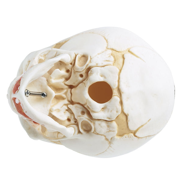 somso-model-of-the-artificial-