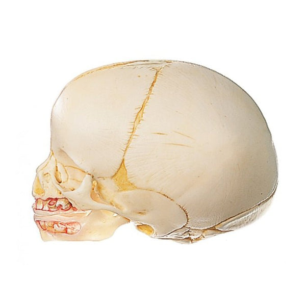 SOMSO Model of the Artificial Skull of a Fetus QS 3 – GTSimulators.com
