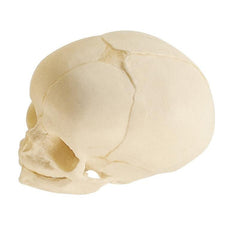 SOMSO Model of the Artificial Skull of a Fetus