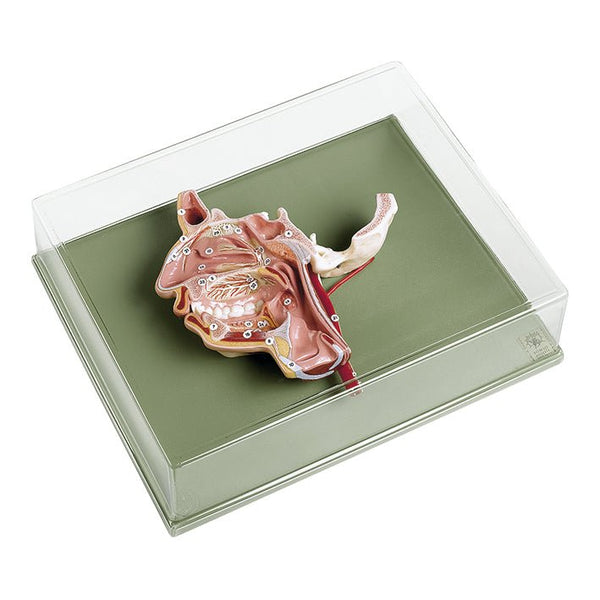 SOMSO Model of the Head – GTSimulators.com