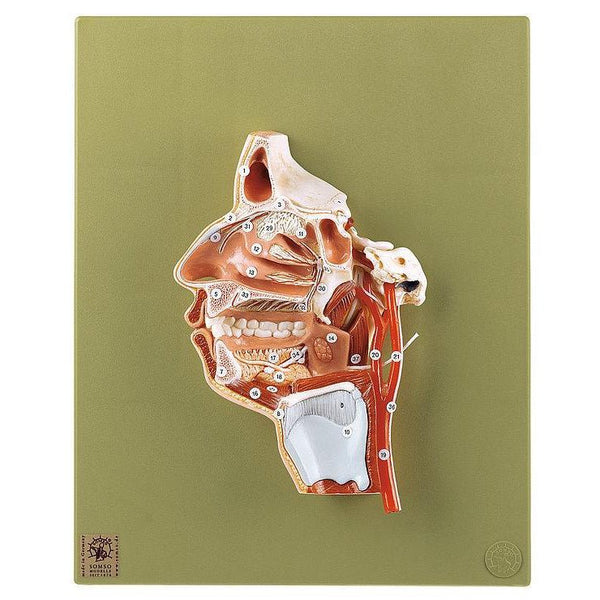 SOMSO Model of the Head with Cavity of Mouth – GTSimulators.com