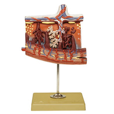 SOMSO Model of the Placenta