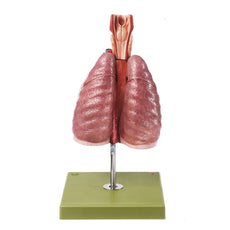 SOMSO Model of the Thorax