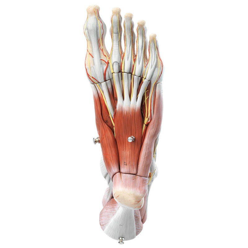 SOMSO Muscles of the Foot Model