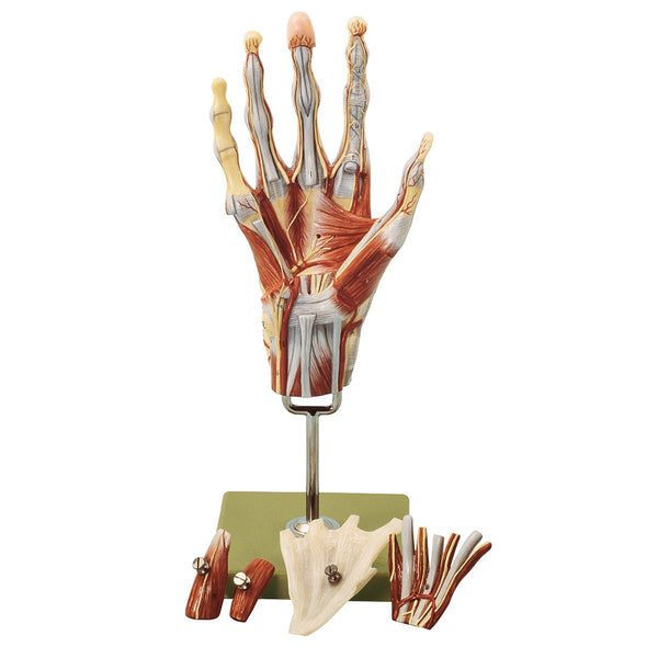 【極美品】SOMSO ソムソ 手関節 骨模型 ゴム可動 解剖 ドイツ製 教材 somso-muscles-of-the-hand-