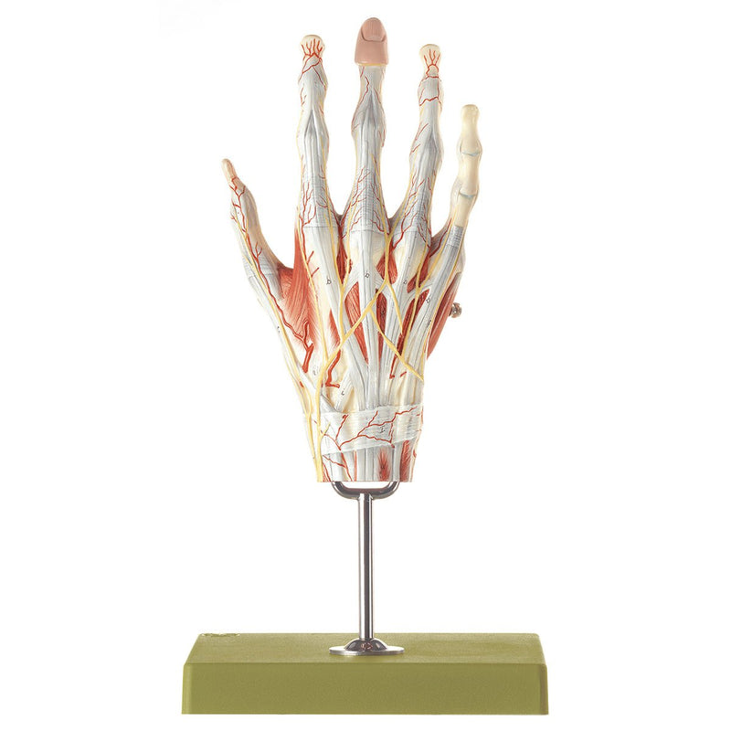 SOMSO Muscles of the Hand Model with Base of Forearm