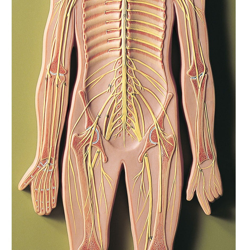 SOMSO Nervous System Model