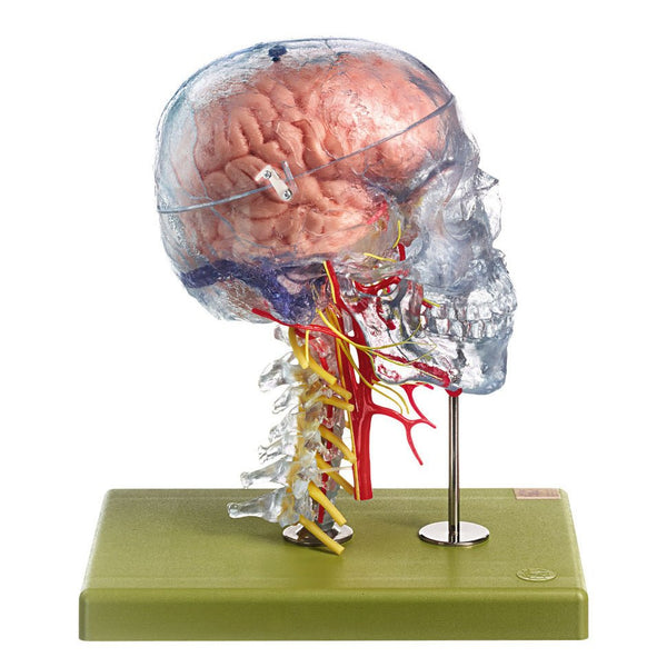 SOMSO Neuroanatomy Head Model – GTSimulators.com