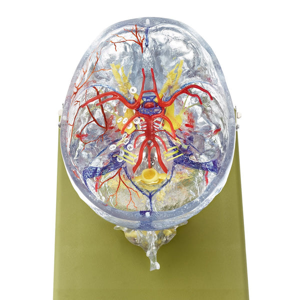 somso 頭蓋骨模型 SOMSO】ソムソ社製品 実物大の頭蓋骨模型