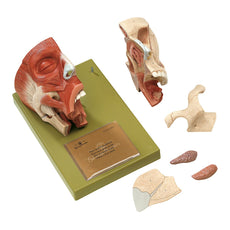 SOMSO Nose and Nasal Cavities Model