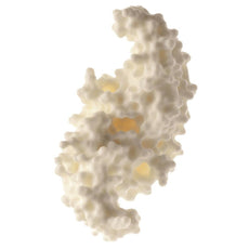 SOMSO Protein Model