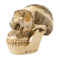 SOMSO Reconstruction of a Skull of Australopithecus Africanus
