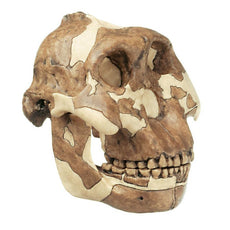 SOMSO Reconstruction of a Skull of Paranthropus Boisei
