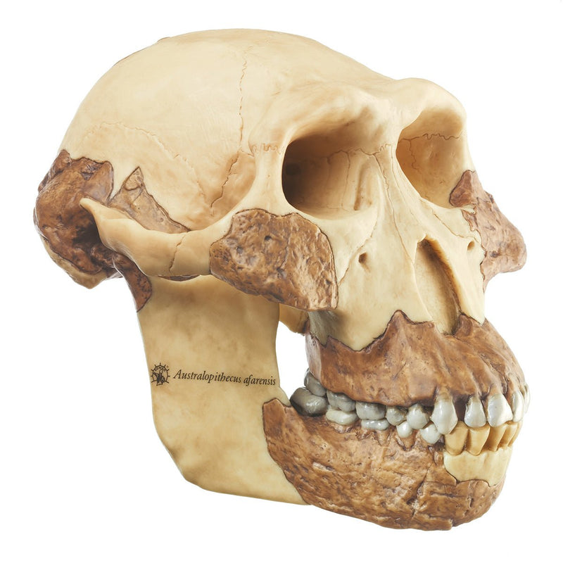 SOMSO Reconstruction of Australopithecus Afarensis