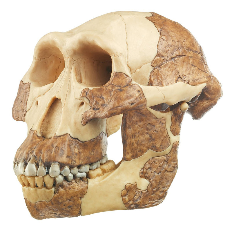 SOMSO Reconstruction of Australopithecus Afarensis