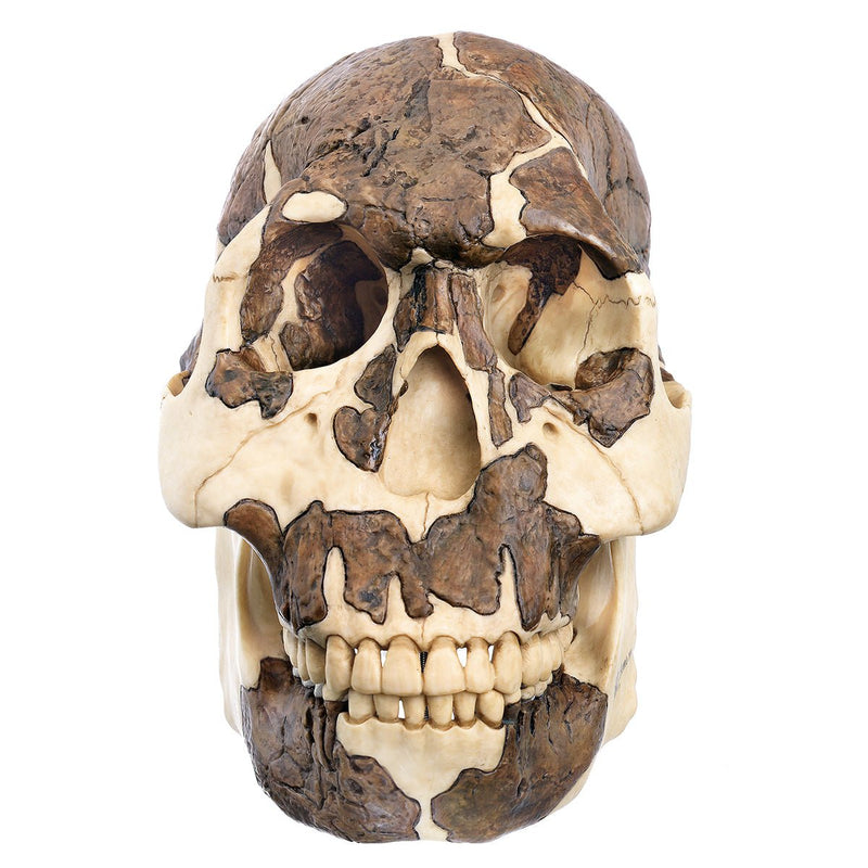 SOMSO Reconstruction of the skull of Homo rudolfensis