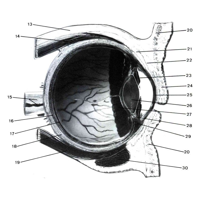 SOMSO Right Half of the Human Eye on a Base