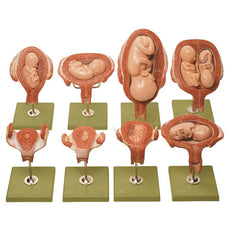 SOMSO Series Showing Pregnancy Models