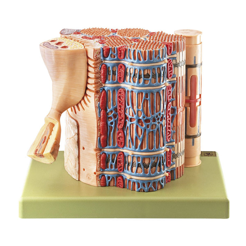 SOMSO Skeletal muscular fibre - functional model