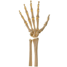 SOMSO Skeleton of the Hand (Movable Joints), Right Hand