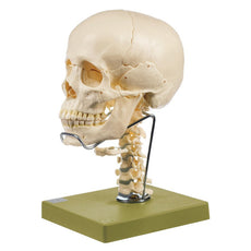SOMSO Skull Model with Cervical and Hyoid Bone, 14-Pieces