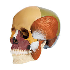 SOMSO Skull Model with muscles of mastication, colored, 14-Pieces