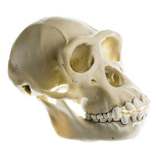 SOMSO Skull of a Chimpanzee (Female)