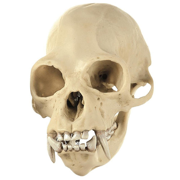somso-skull-of-a-gibbon-male-