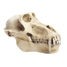 SOMSO Skull of Baboon (Male)