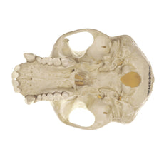 SOMSO Skull of Chimpanzee (Male)