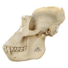 SOMSO Skull of Gorilla (male)